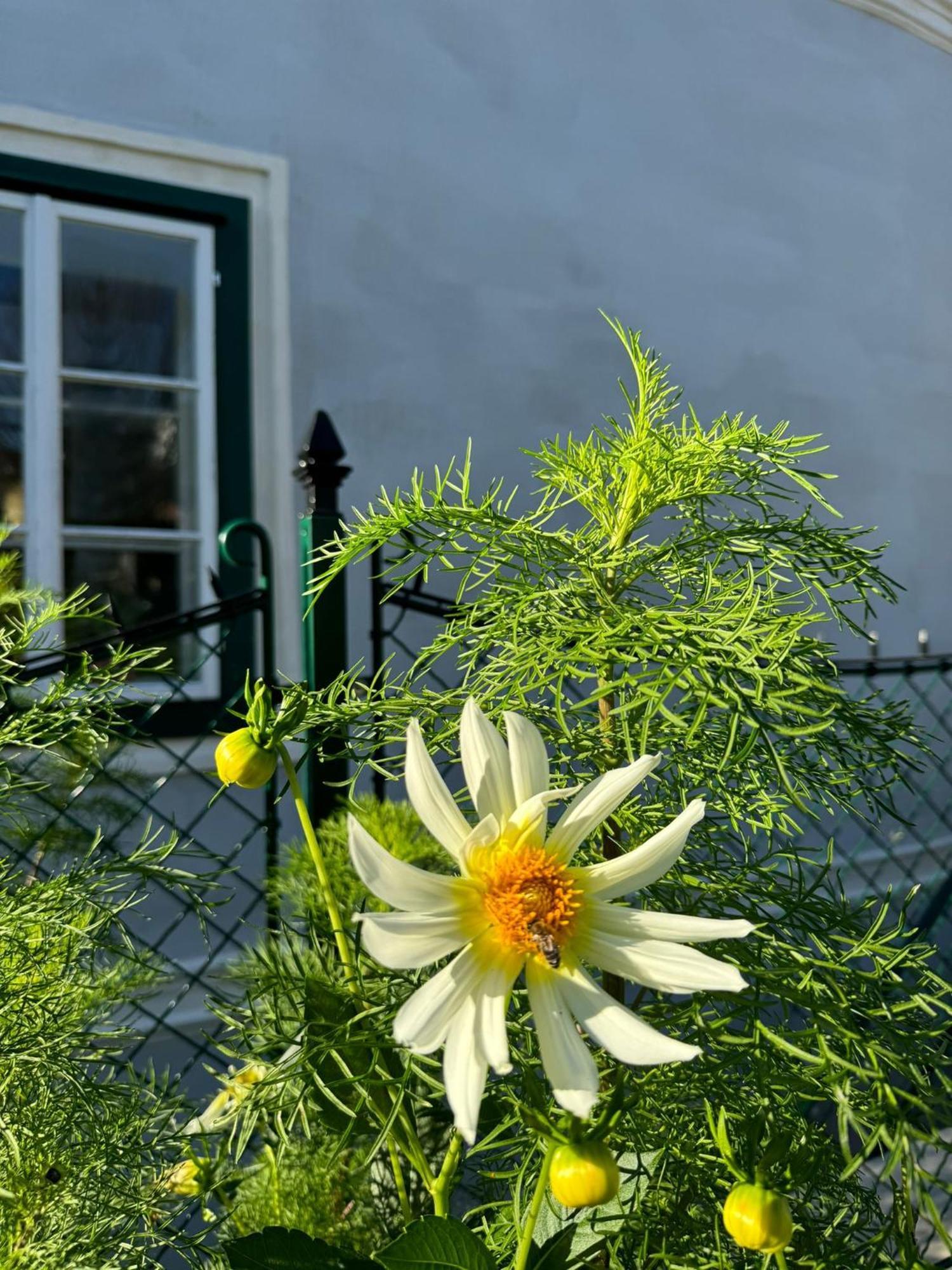 Podenhaus Bad Aussee Exterior photo